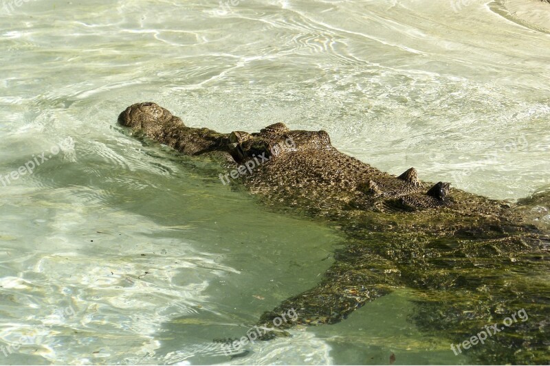 Saltwater Crocodile Reptile Water Wildlife