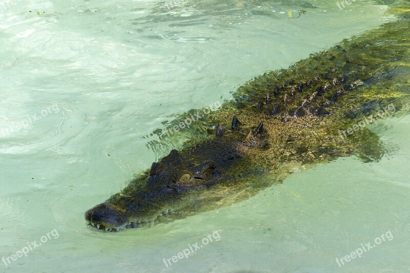 Saltwater Crocodile Reptile Water Wildlife