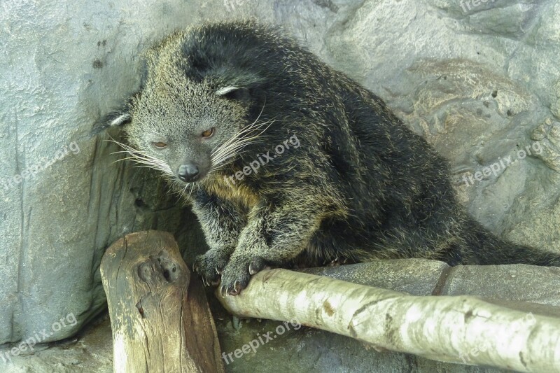 Arctictis Binturong Mammal Wildlife Creature Bearcat