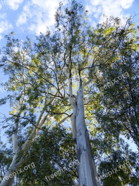 Eucalyptus Tree Nature Australia Forest