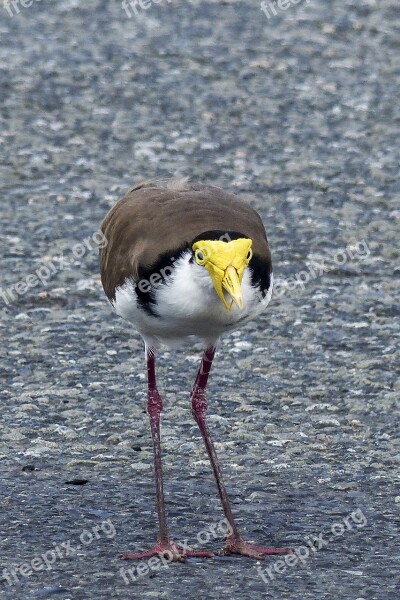 Masked Lapwing Vanellus Miles Charadriidae Bird Wildlife