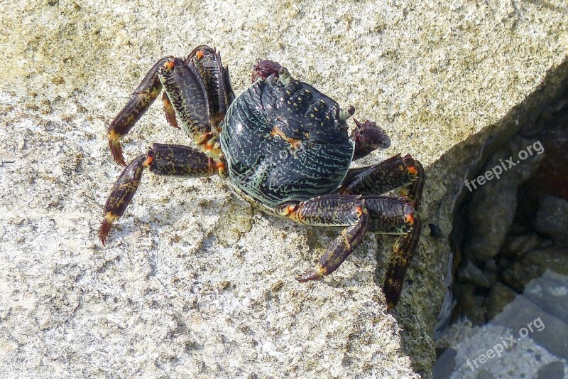 Colorful Crab Ocean Life Sea Animal