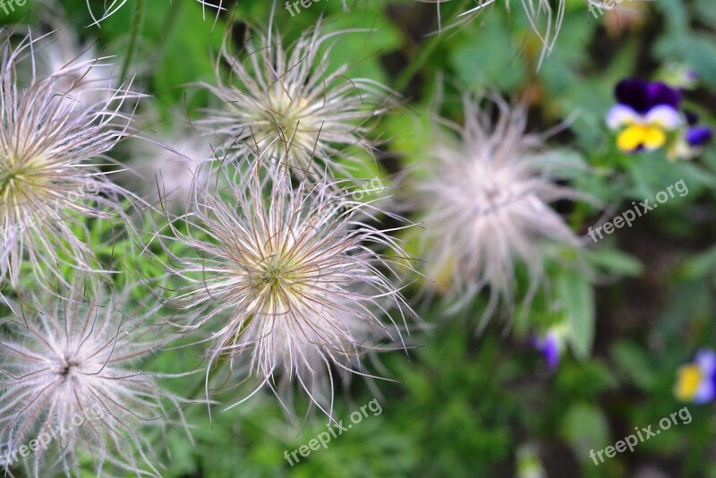 Seeds Seed Flower Garden The Wing Is