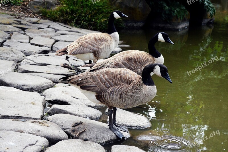 Waterfowl Geese Park Botanical Botanical Garden