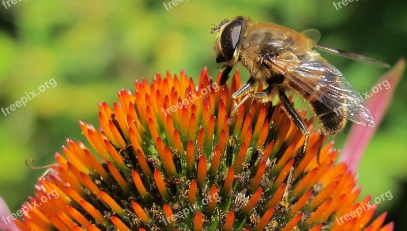 Fly Echinacea Flower Insect Plant