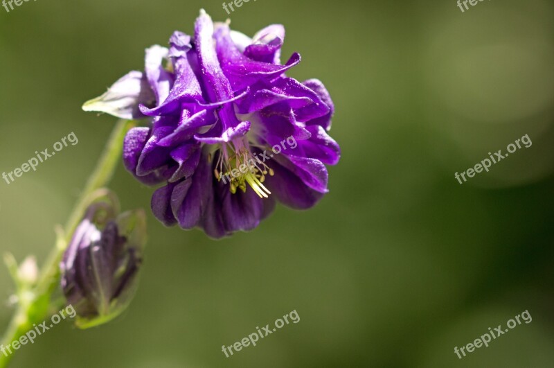 Common Columbine Flower Purple Plant Granny's Bonnet