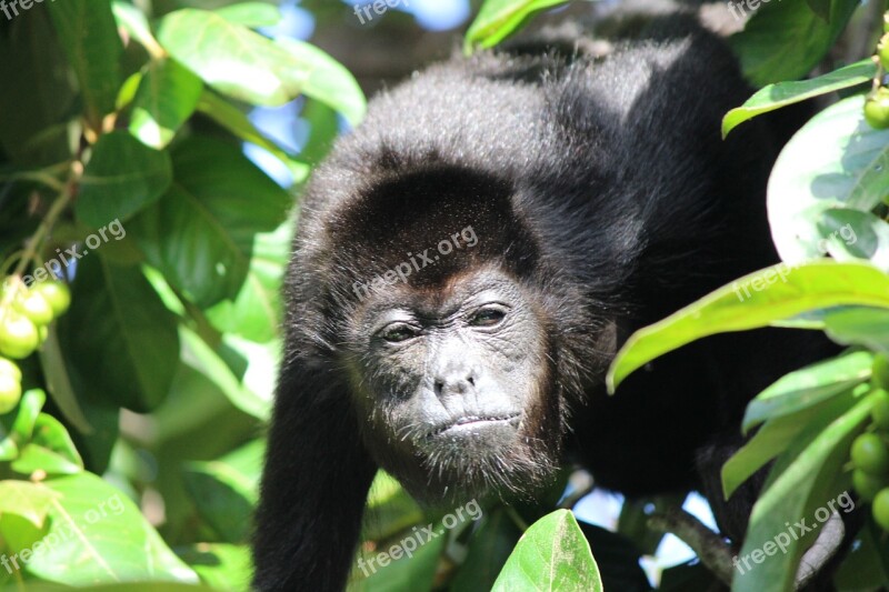 Monkey Howler Male Animal Jungle