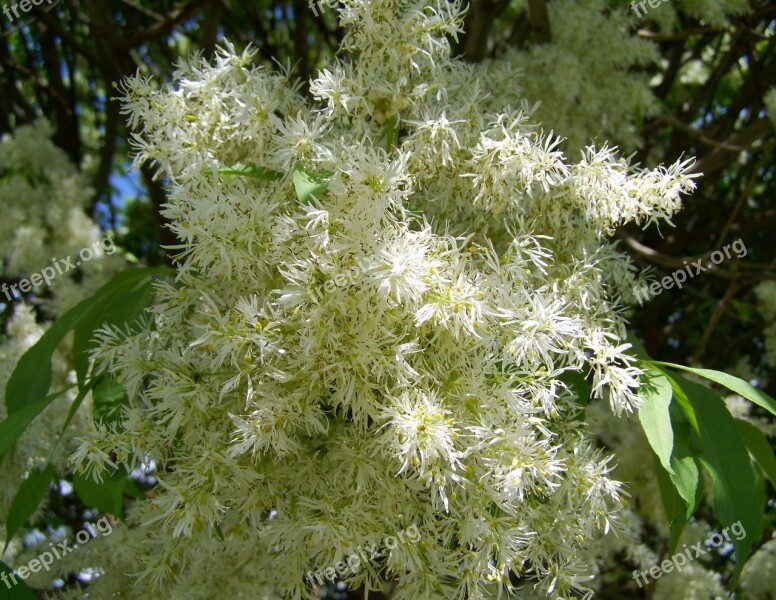 Flowering Ash White Flower Spring Free Photos