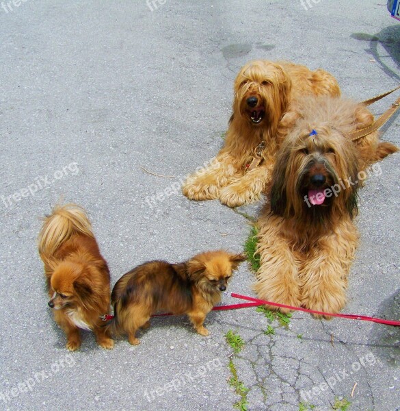 Brown Dogs Young And Old Animals Relax Free Photos