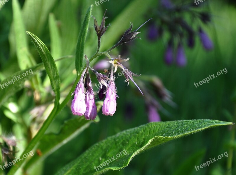 Wildflower Summer Flower Field Summer Free Photos