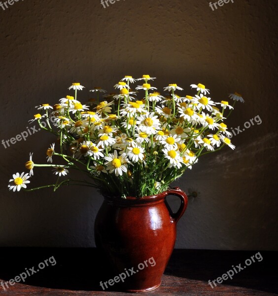 Chamomile Summer Nature White Free Photos