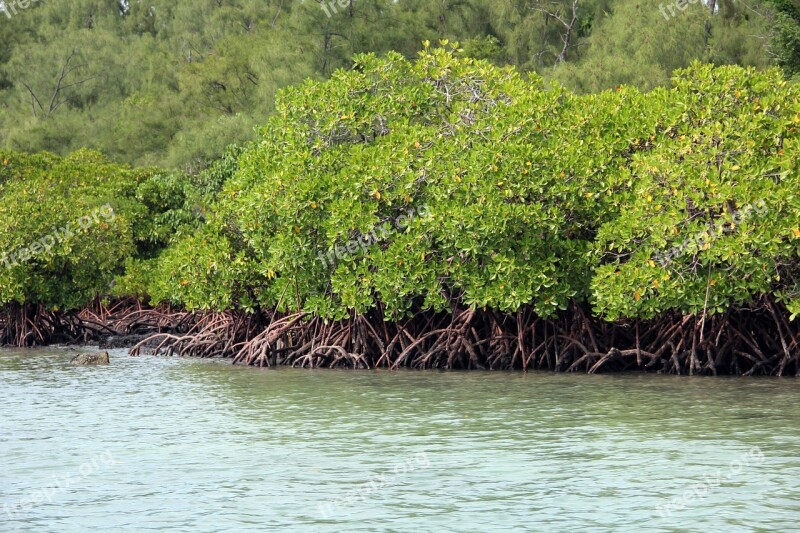 Mangrove Green Tropical Plant Water