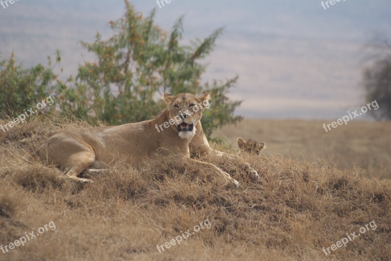 Leone Ngorongoro Safari Free Photos