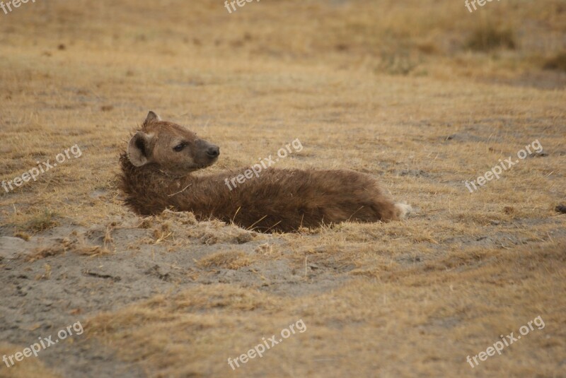 Hyena Ngorongoro Safari Free Photos