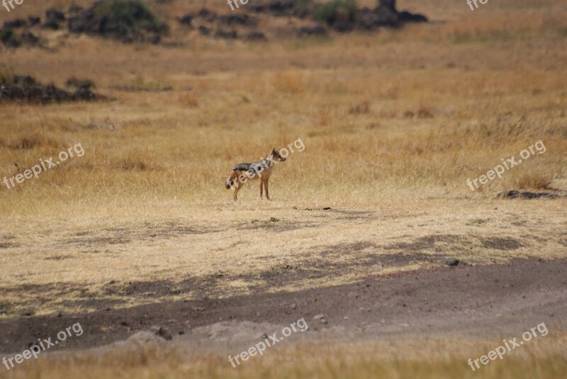 Jackal Ngorongoro Tanzania Free Photos