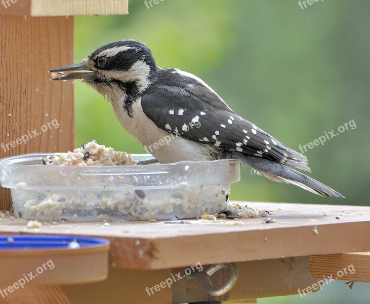 Woodpecker Bird Avian Fowl Ornithology