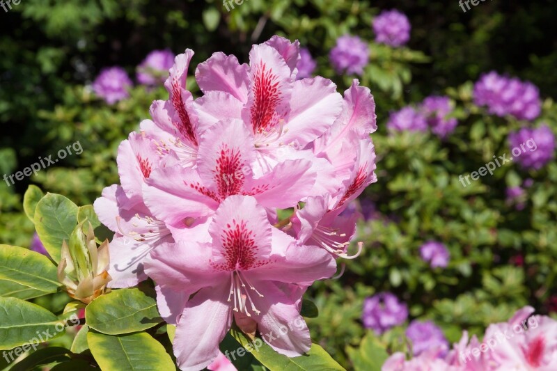 Rhododendron Blossom Bloom Genus Heather Green