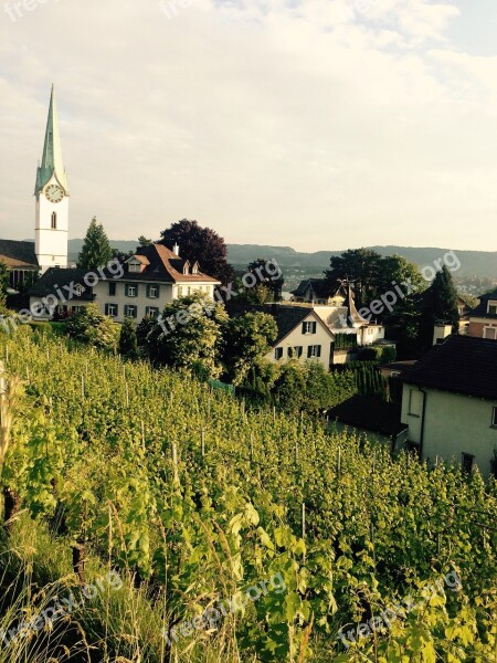 Zurich Zollikon Switzerland Grapes Church