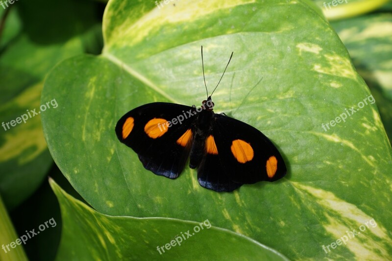 Butterfly Insect Close Up Spring Aroma