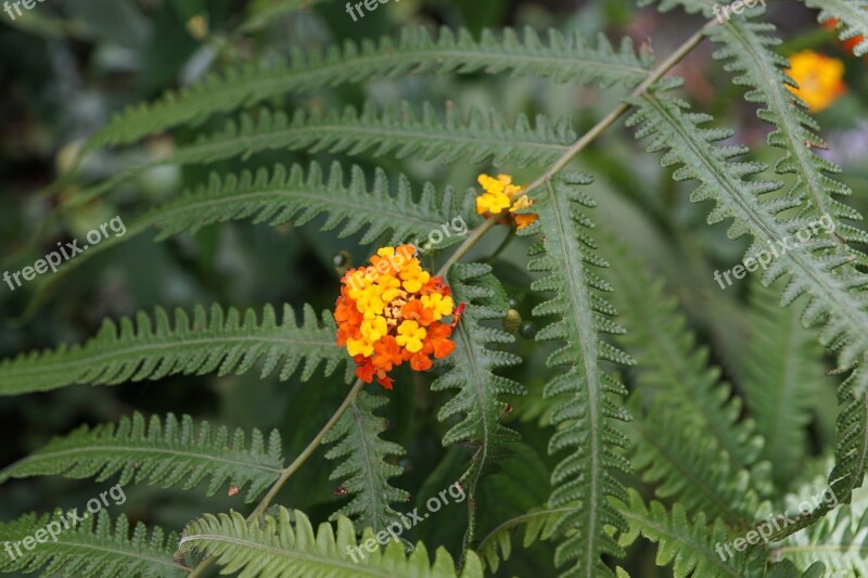 Fern Flower Yellow Nature Blossom