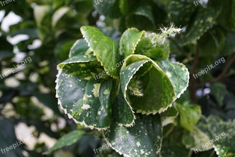 Copper Leaf Acalypha Amentacea Leaf Green Spring