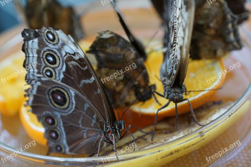 Butterfly Insect Close Up Party Luck