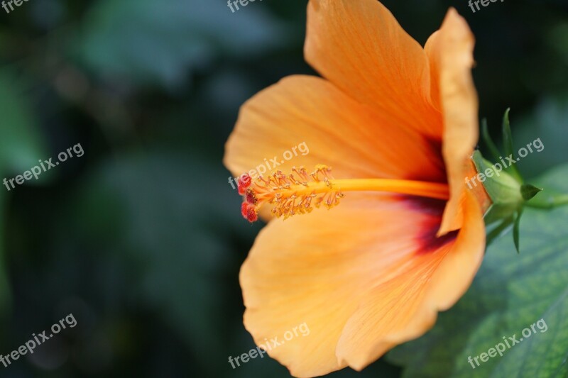 Mallow Flower Blossom Bloom Nature