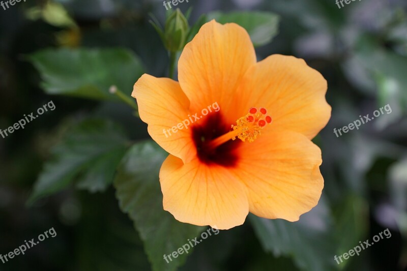 Mallow Flower Blossom Bloom Nature