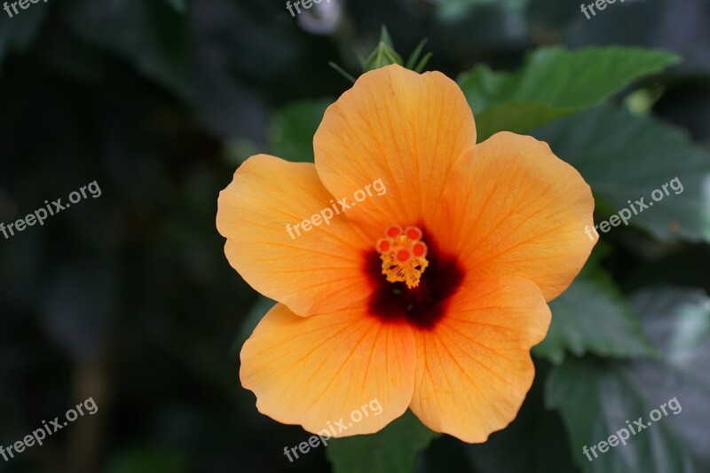 Mallow Flower Blossom Bloom Nature