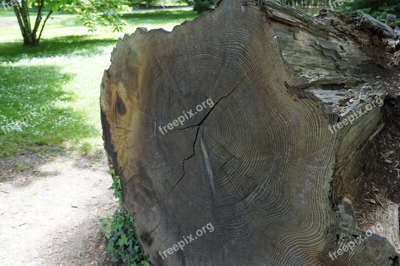 Annual Rings Age Tree Tribe Wood