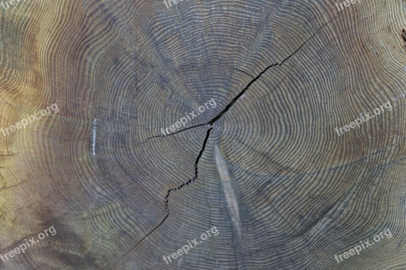 Annual Rings Age Tree Tribe Wood