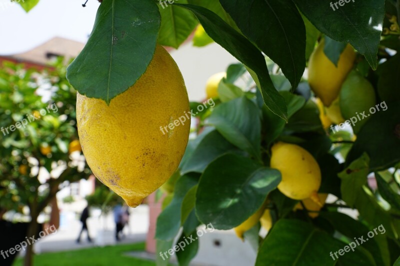 Lemon Tree Green Sour Fruit