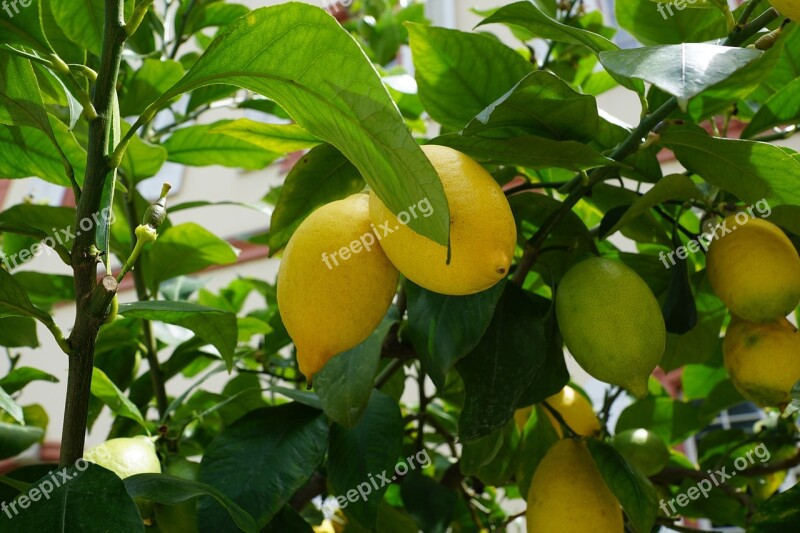 Lemon Tree Green Sour Fruit