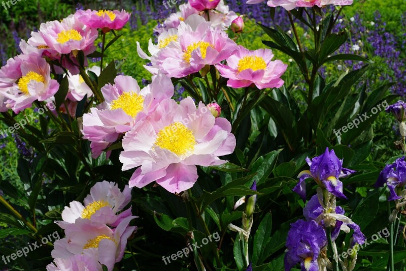 Peony Flower Blossom Bloom Flora