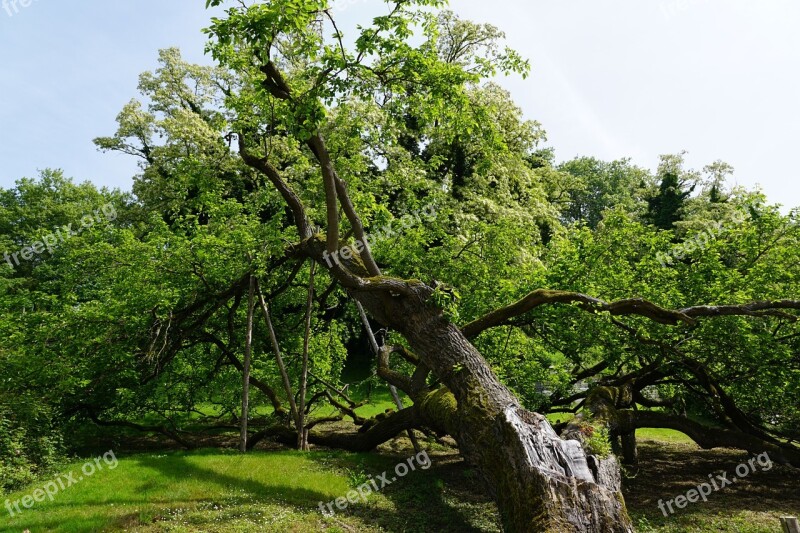 Tree Garden Nature Spring Park