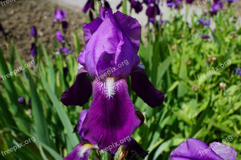 Iris Flower Blossom Bloom Blue