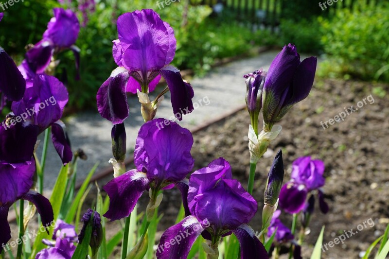 Iris Flower Blossom Bloom Blue