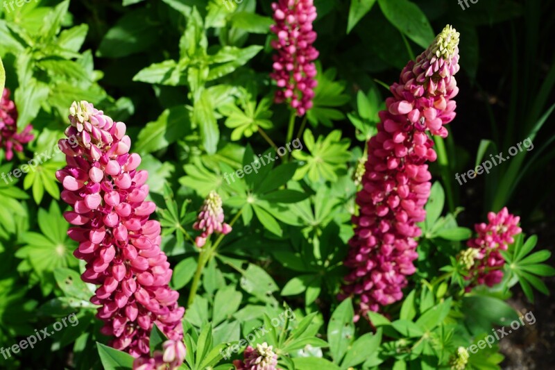 Flowers Pink Blossom Bloom Plant