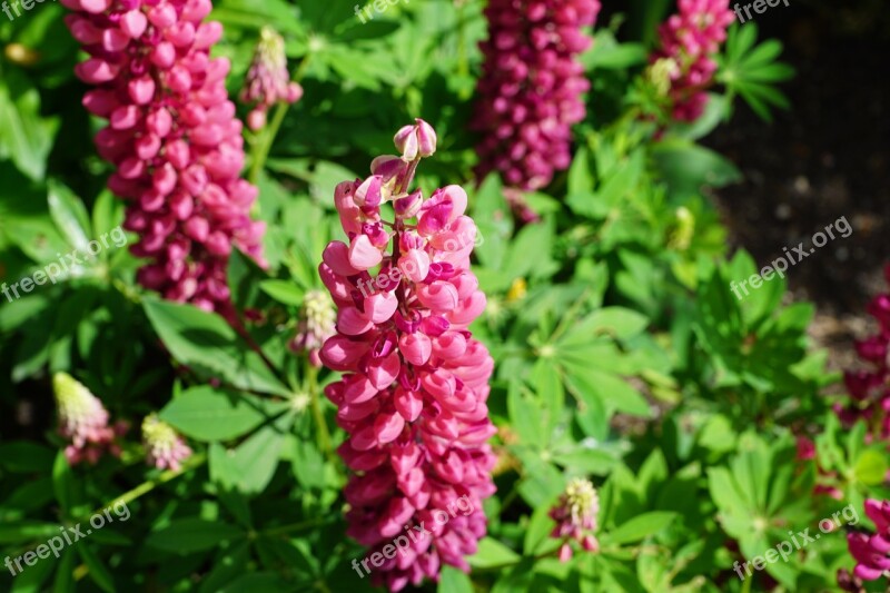 Flowers Pink Blossom Bloom Plant