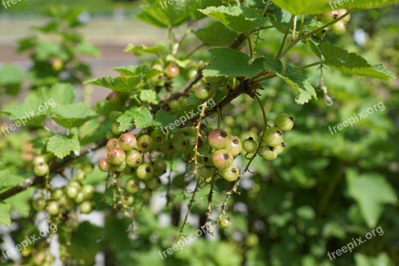 Currants Berries Gun Spring Aroma