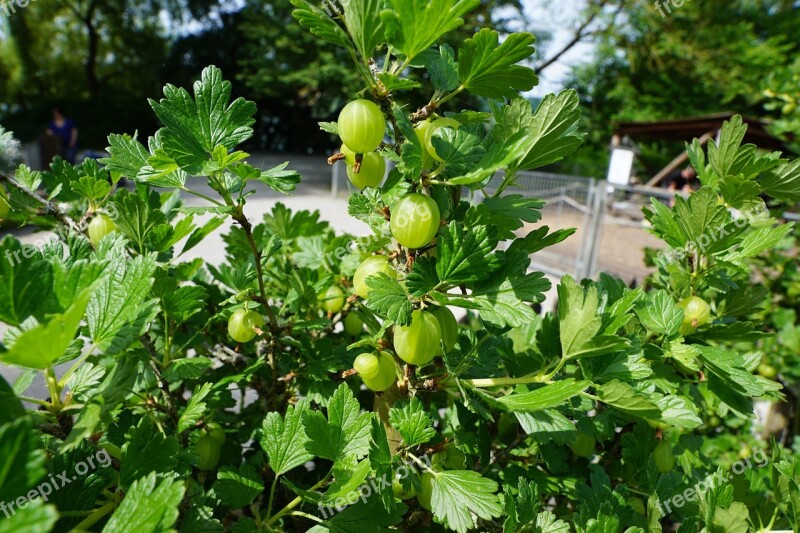 Gooseberries Berries Green Bush Food