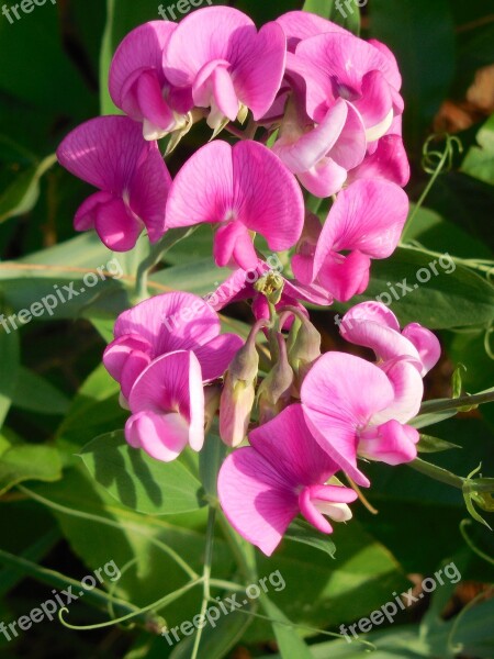 Sweet Pea Wild Flower Sweet Pea Wild