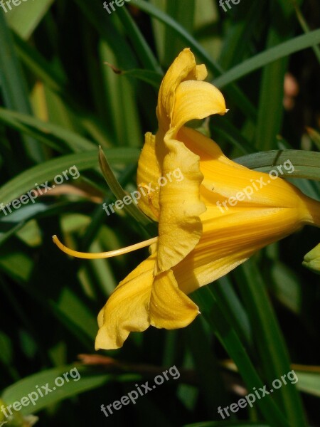 Day Lily Bloom Flower Lily Nature