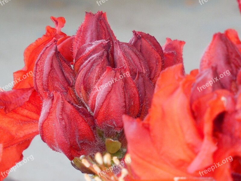 Shrub Azalea Nature Spring Bush