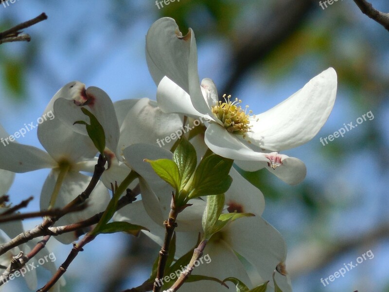 Tree Dogwood Spring Nature Flower