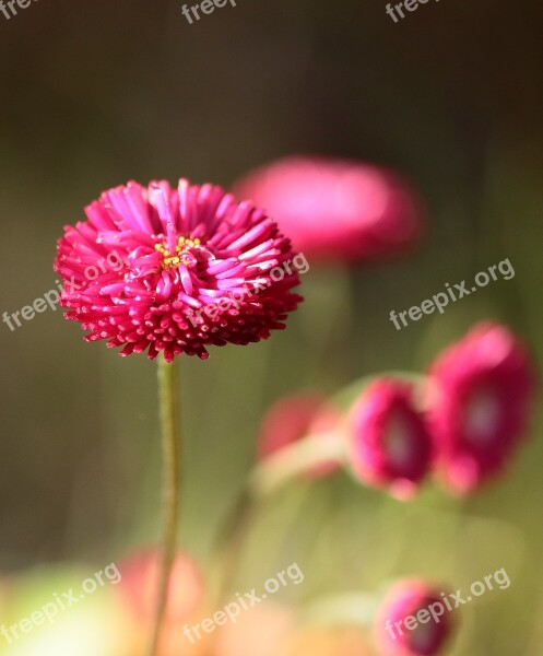 Daisy Bellis Red Flowers Summer