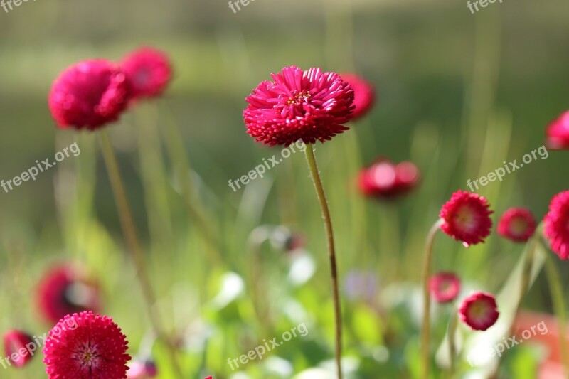 Daisy Bellis Red Flowers Summer