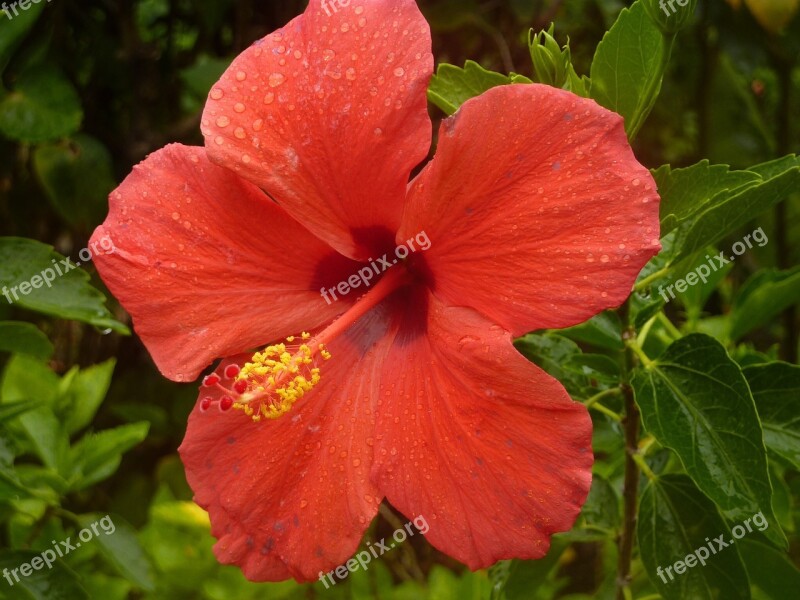 Hibiscus Flower Red Plant Garden