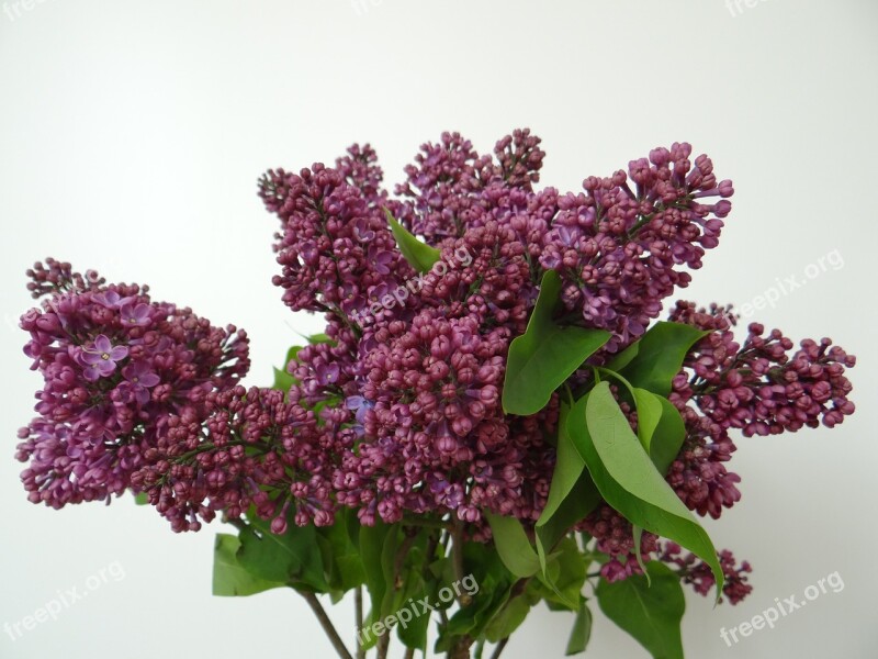 Lilac Olive Crop Syringa Vulgaris Blossom Branches Purple