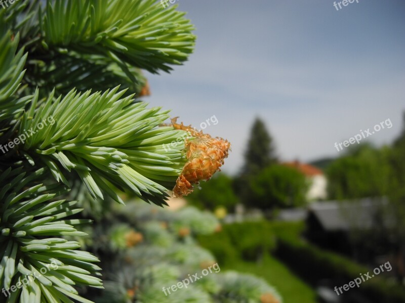 Nature Tree Fir Tree Free Photos